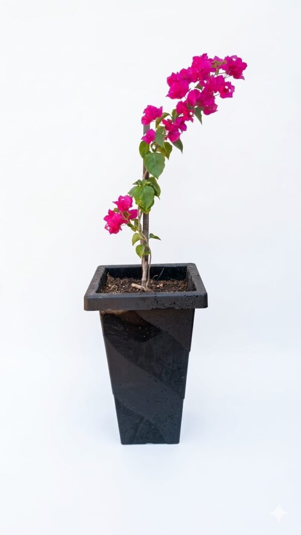 VERANERAS O BUGANVILIAS