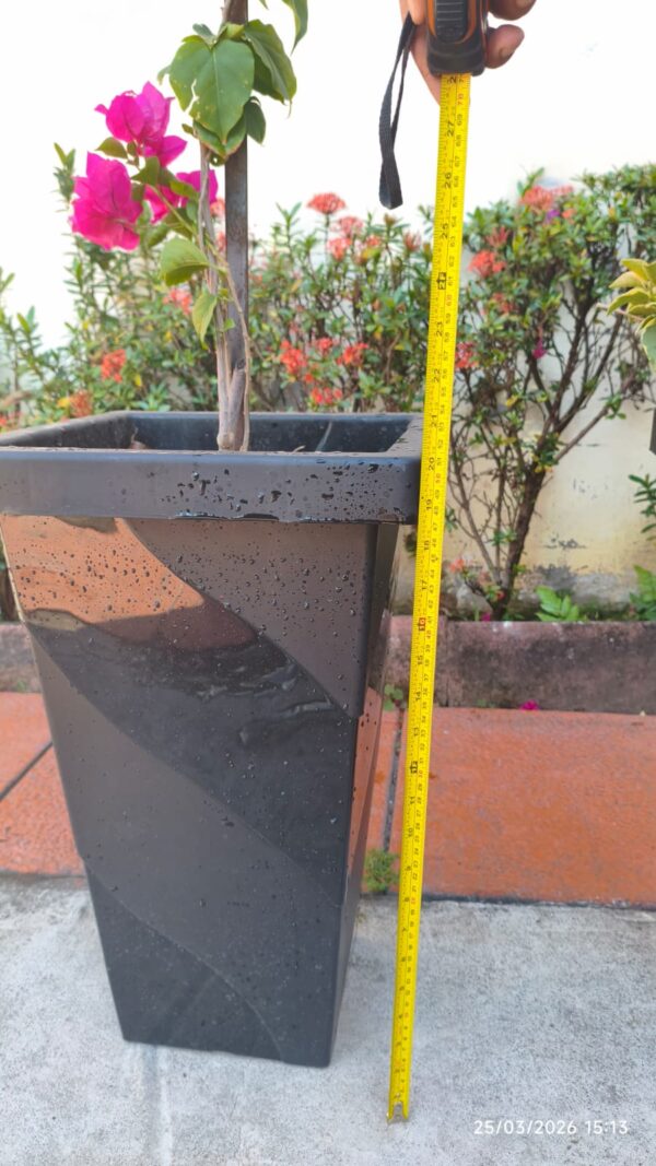 VERANERAS O BUGANVILIAS