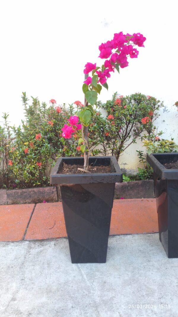 VERANERAS O BUGANVILIAS